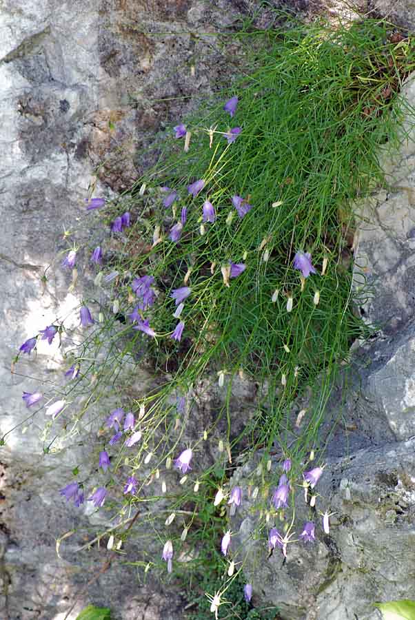 Campanula carnica / Campanula della Carnia